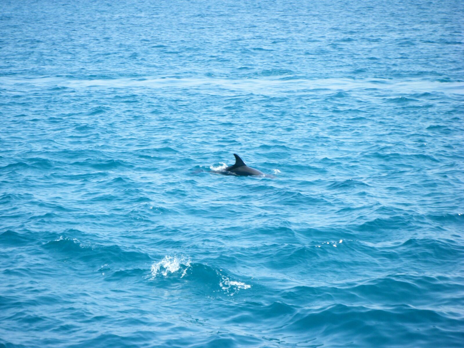 Fujifilm FinePix Z100fd sample photo. Sea, dolphin, blue photography