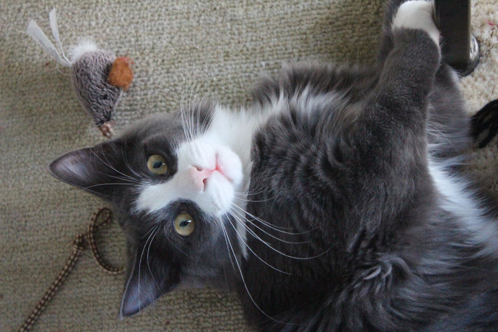 Canon EOS 650D (EOS Rebel T4i / EOS Kiss X6i) sample photo. Playing, cat, kitten photography