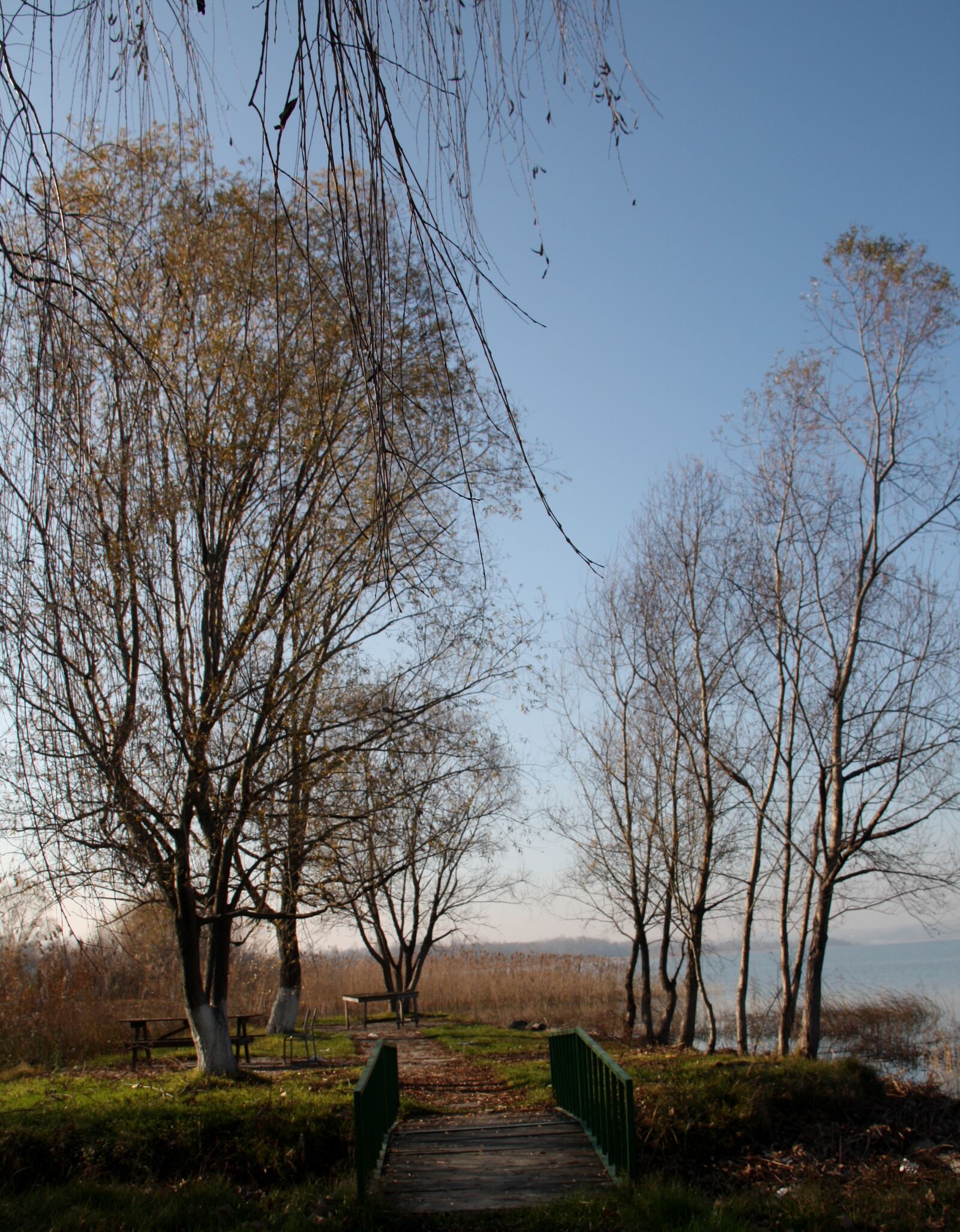 Canon EOS 450D (EOS Rebel XSi / EOS Kiss X2) sample photo. Nature, trees, landscape photography