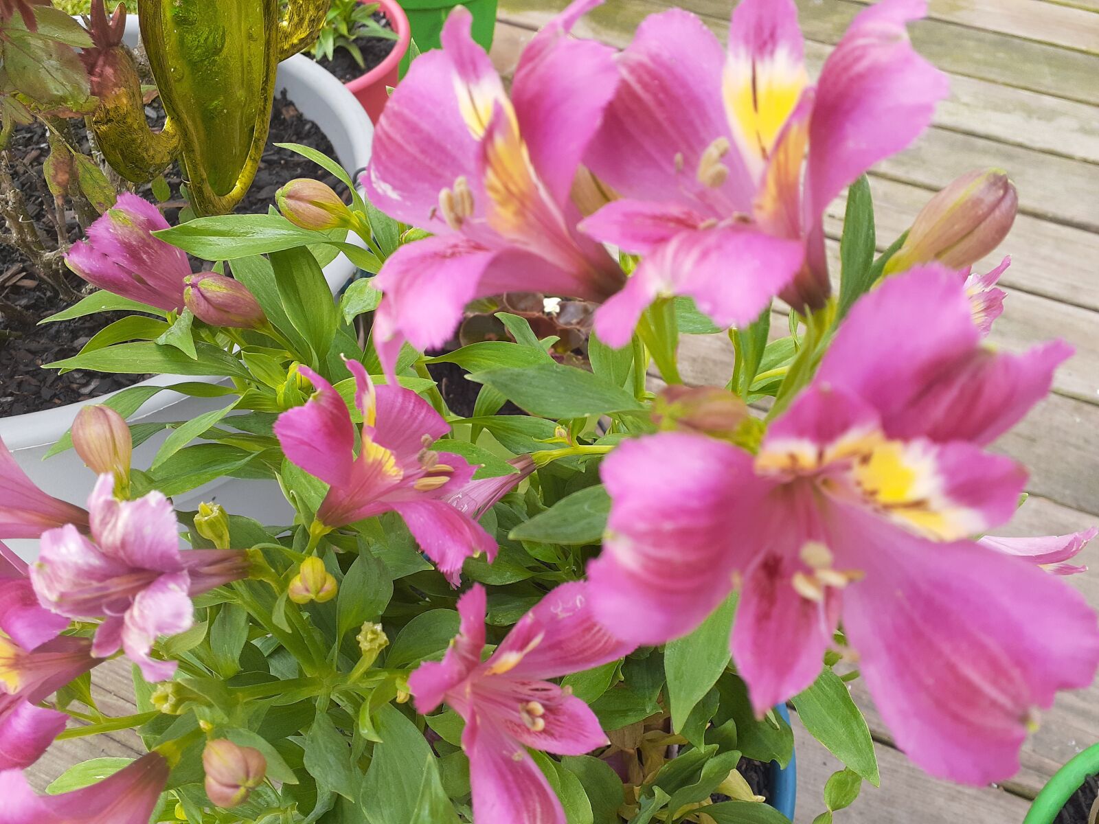 Samsung Galaxy A20 sample photo. Pink, flowers, nature photography