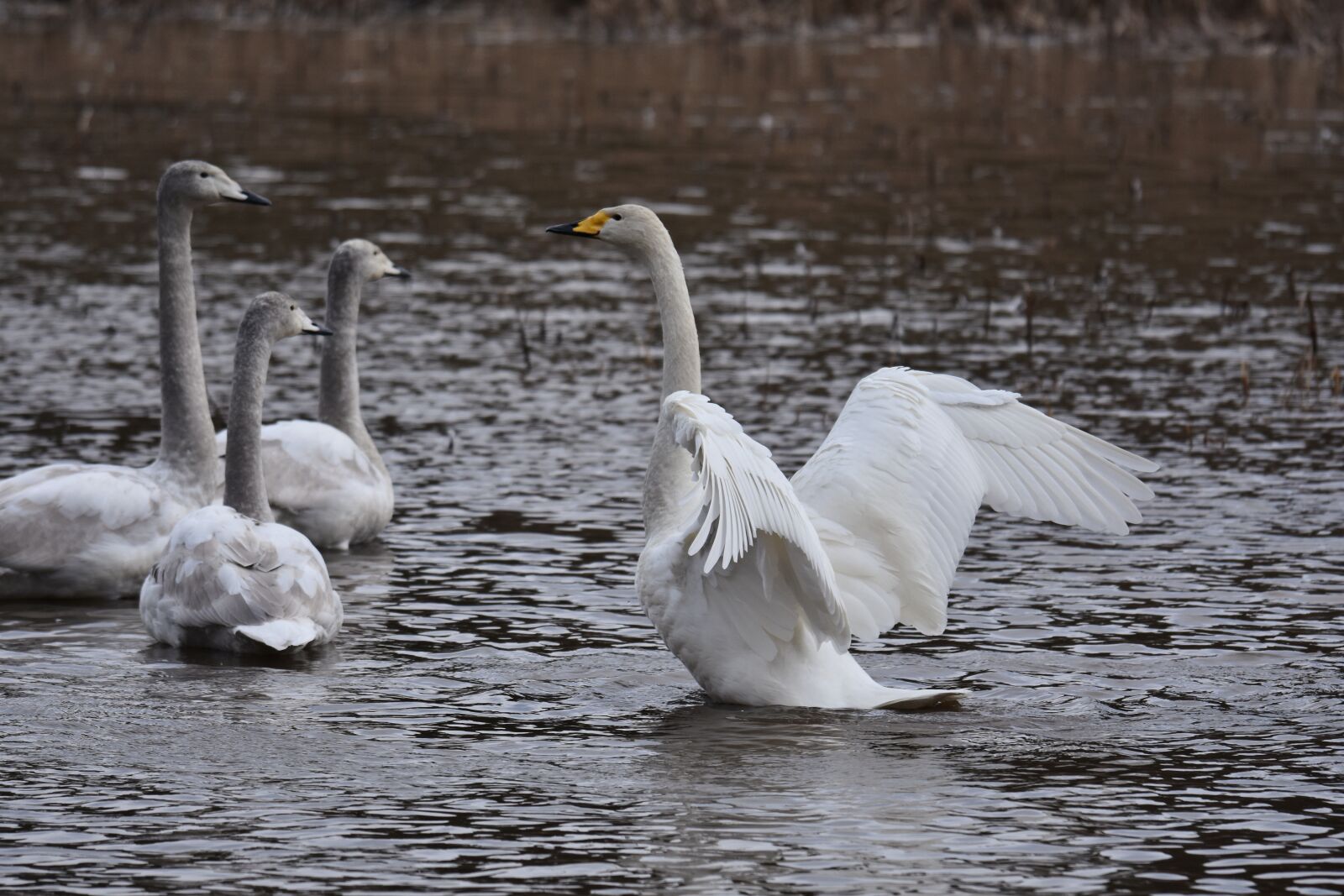 Nikon D7200 sample photo. Animal, lake, waterside photography