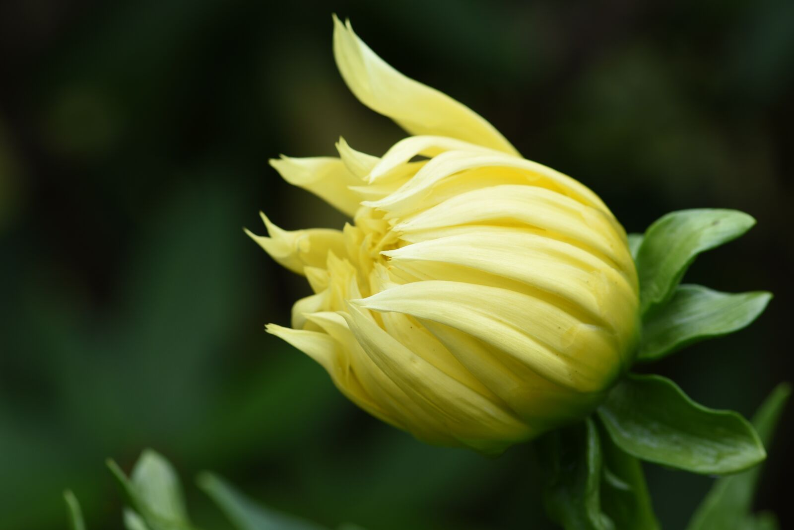 Nikon D750 sample photo. Dahlia, yellow, flower photography