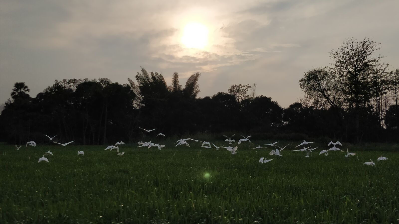 OnePlus 5 sample photo. Nature, birds, evening photography