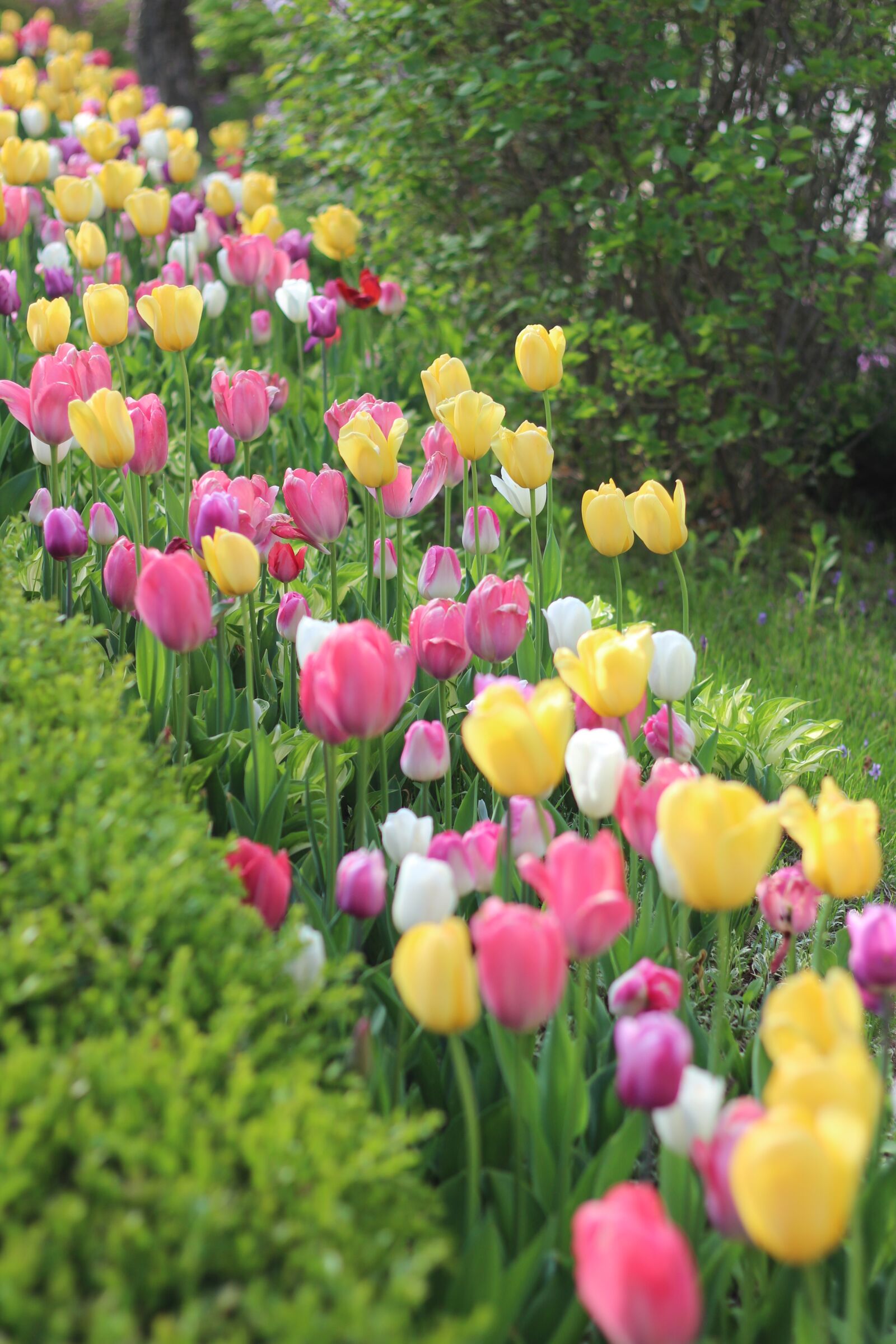 Canon EOS 600D (Rebel EOS T3i / EOS Kiss X5) + Canon EF 50mm F1.8 II sample photo. Tulip, flowers, garden photography