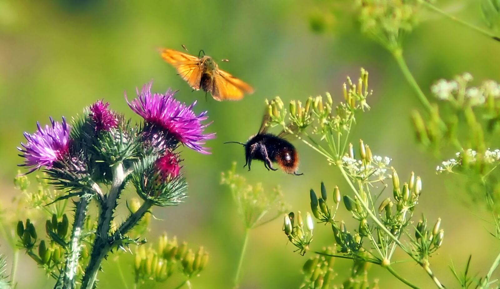 OLYMPUS 50mm Lens sample photo. Meadow, butterfly, hummel photography