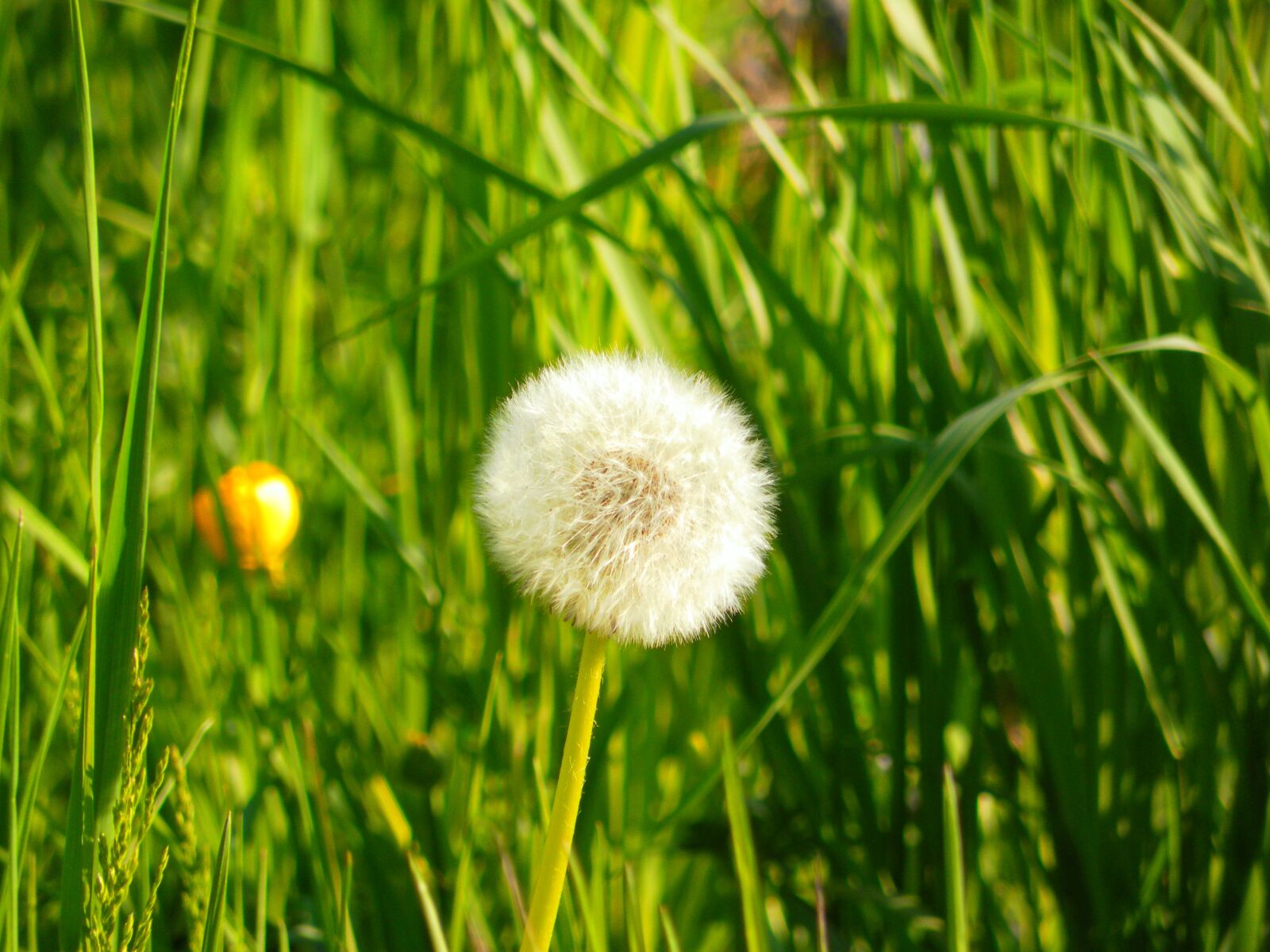 Samsung WB5500 / VLUU WB5500 /  HZ50W sample photo. Dandelion, grass, nature photography