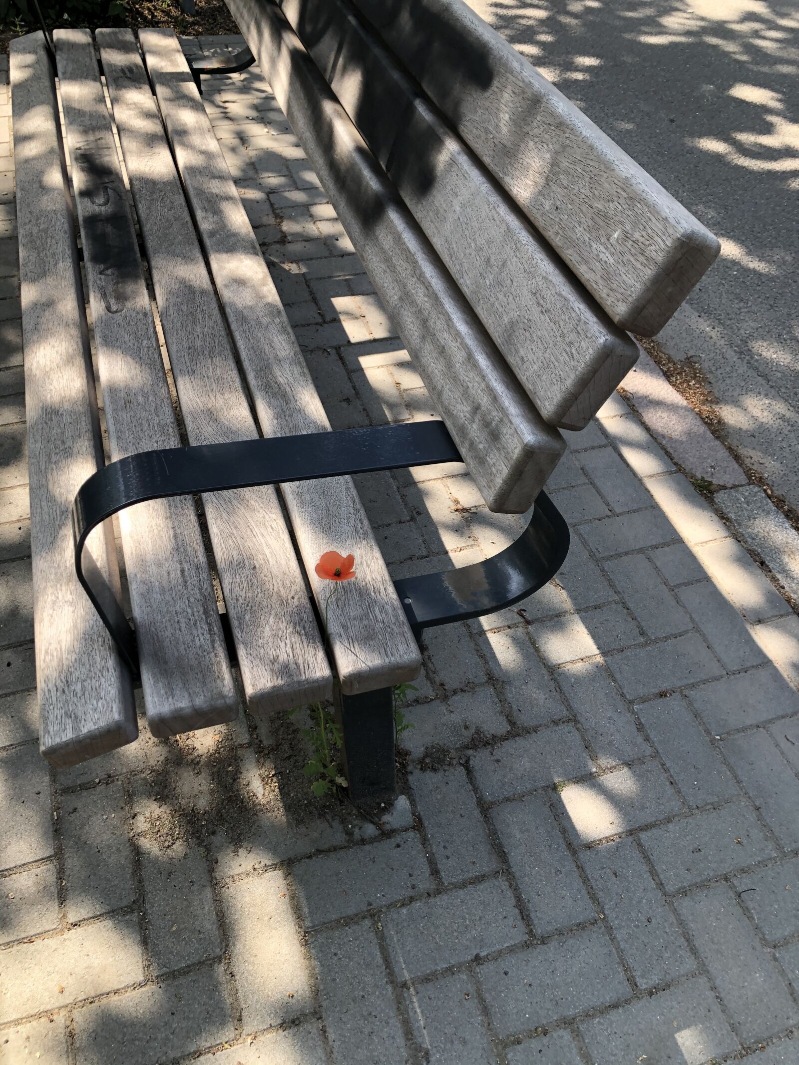 Apple iPhone 8 Plus sample photo. Flowers, urban, resistance photography