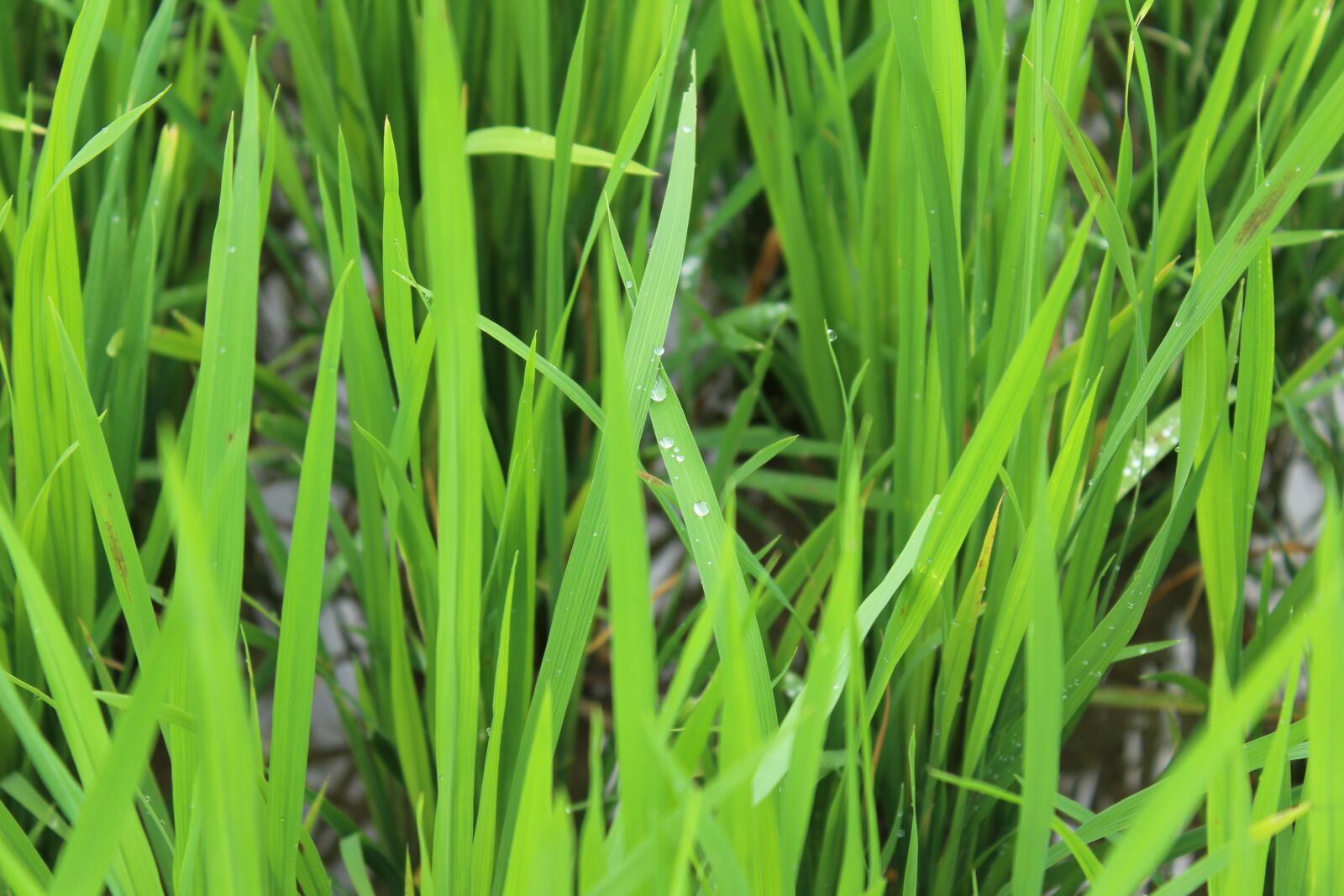 Canon EOS 1200D (EOS Rebel T5 / EOS Kiss X70 / EOS Hi) sample photo. Grass, dew, field photography