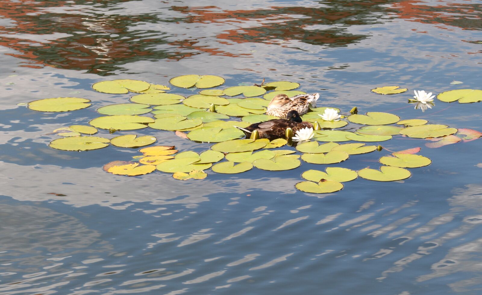 Canon EOS 700D (EOS Rebel T5i / EOS Kiss X7i) sample photo. Lake, ducks, mood photography