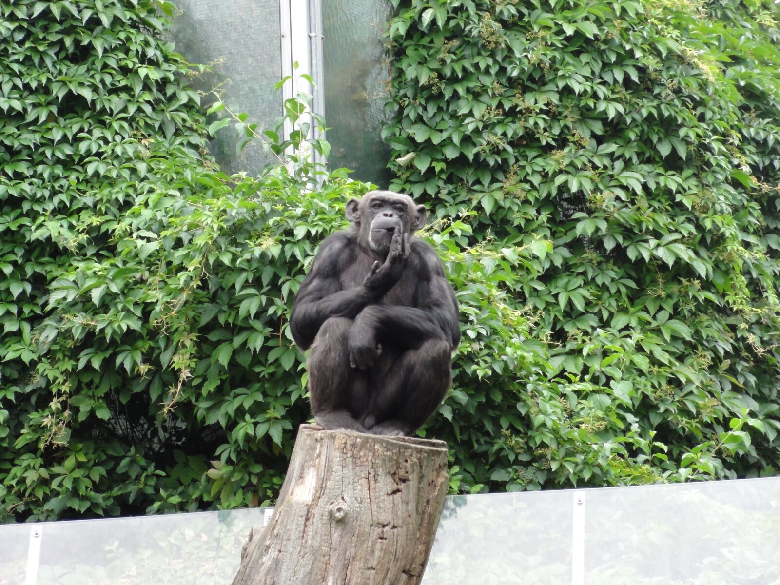 Sony DSC-HX5V sample photo. Monkey, chimpanzee, äffchen photography