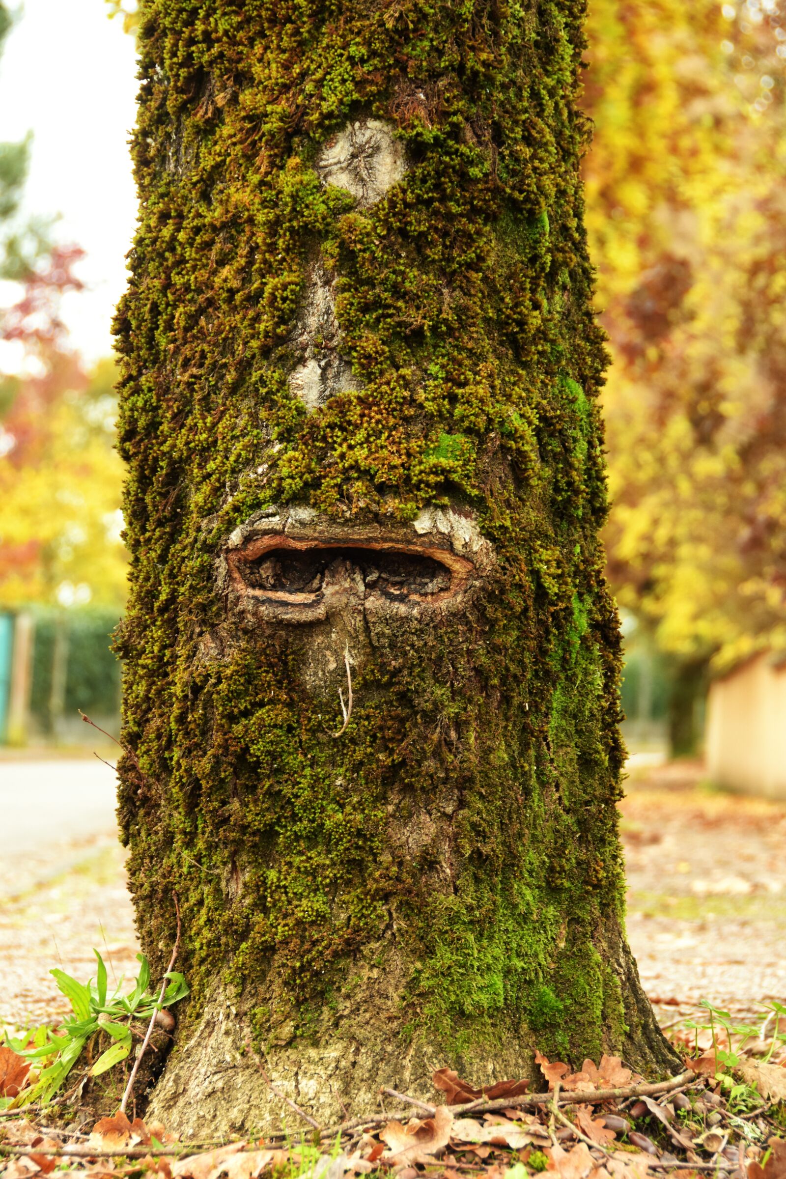 Nikon D5600 sample photo. Oak, tree, ecology photography