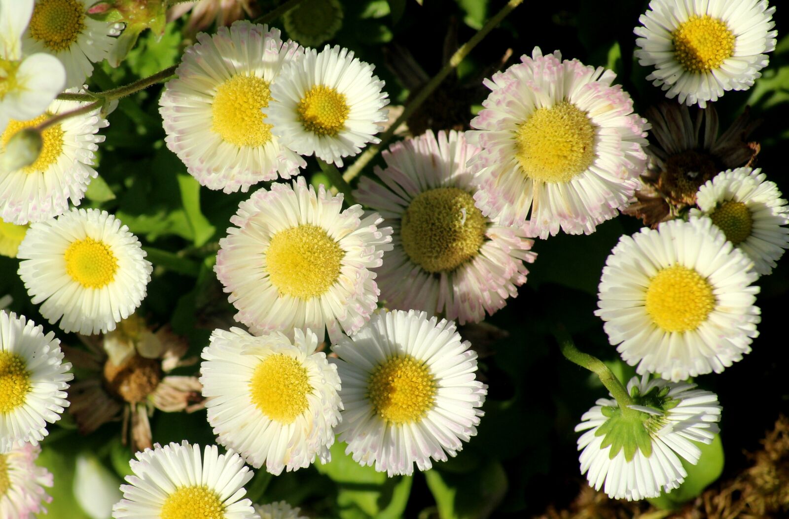 Canon EOS 1200D (EOS Rebel T5 / EOS Kiss X70 / EOS Hi) sample photo. Daisies, white flowers, the photography