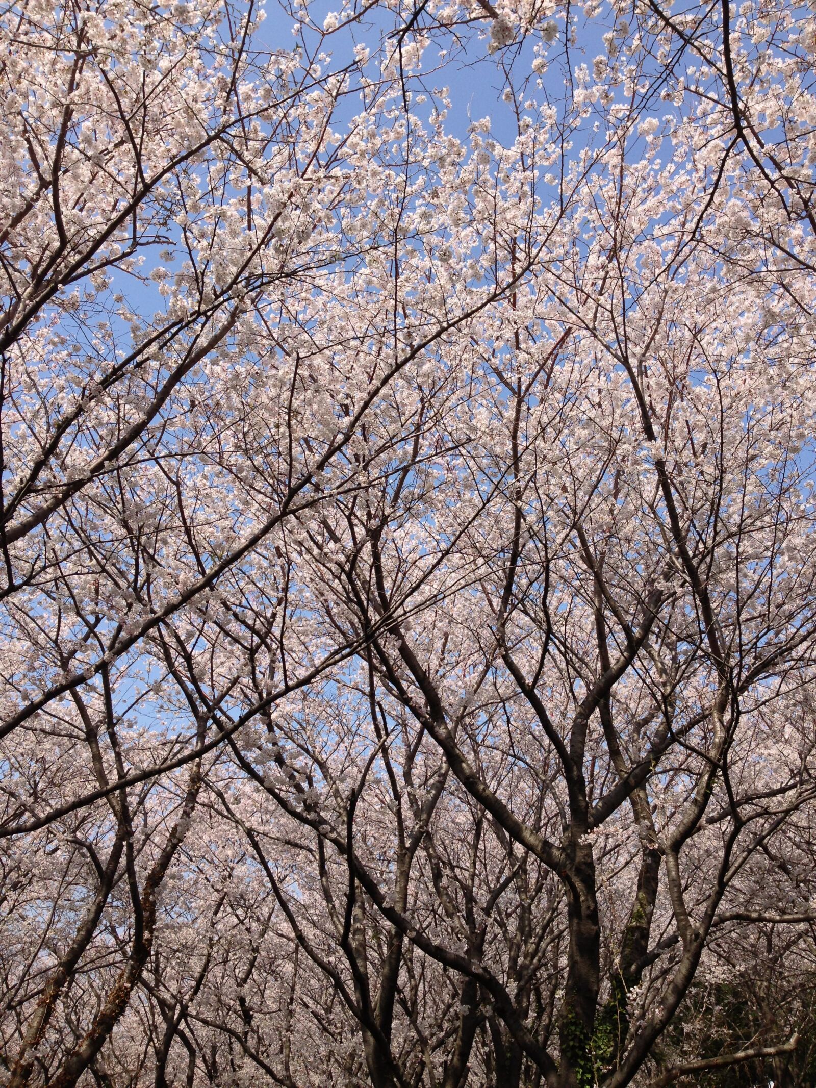Apple iPhone 5 sample photo. Cherry blossom, yoshino cherry photography