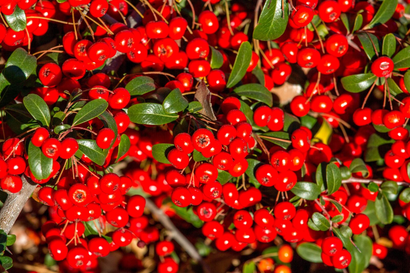 Canon EOS 700D (EOS Rebel T5i / EOS Kiss X7i) sample photo. Fruit, berry, nature photography