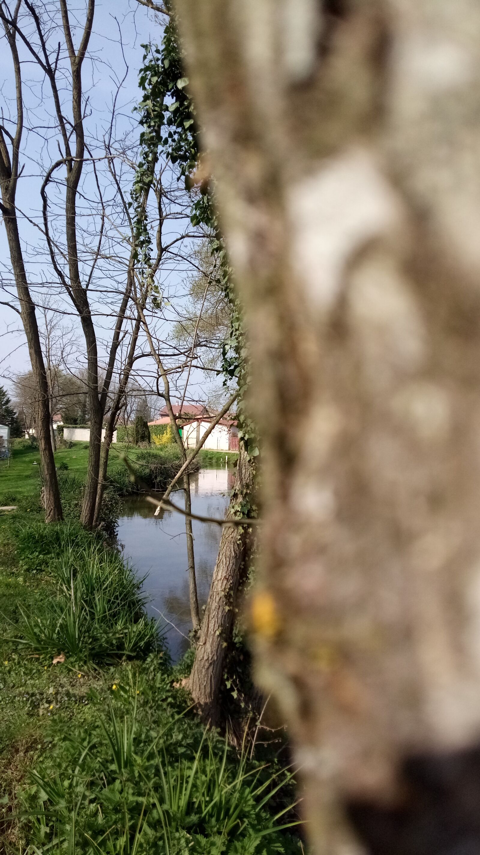HUAWEI honor 6C Pro sample photo. River, tree, campaign photography