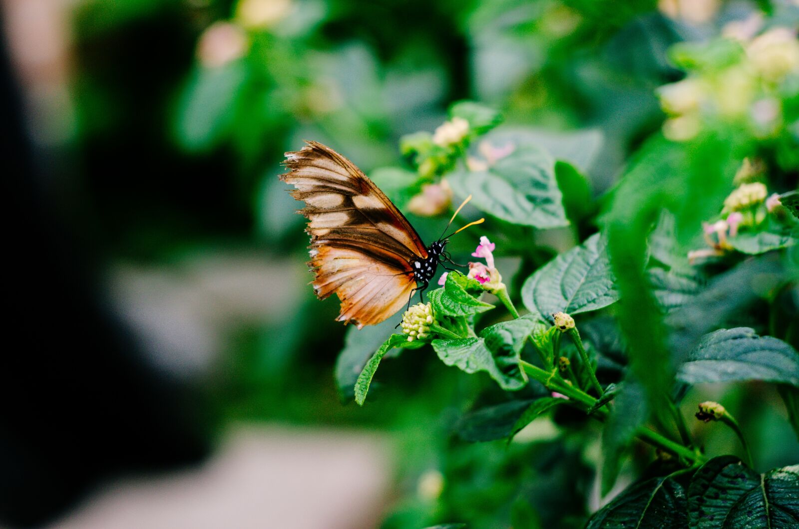 Nikon D5100 sample photo. Mariposa, insecto, flor photography