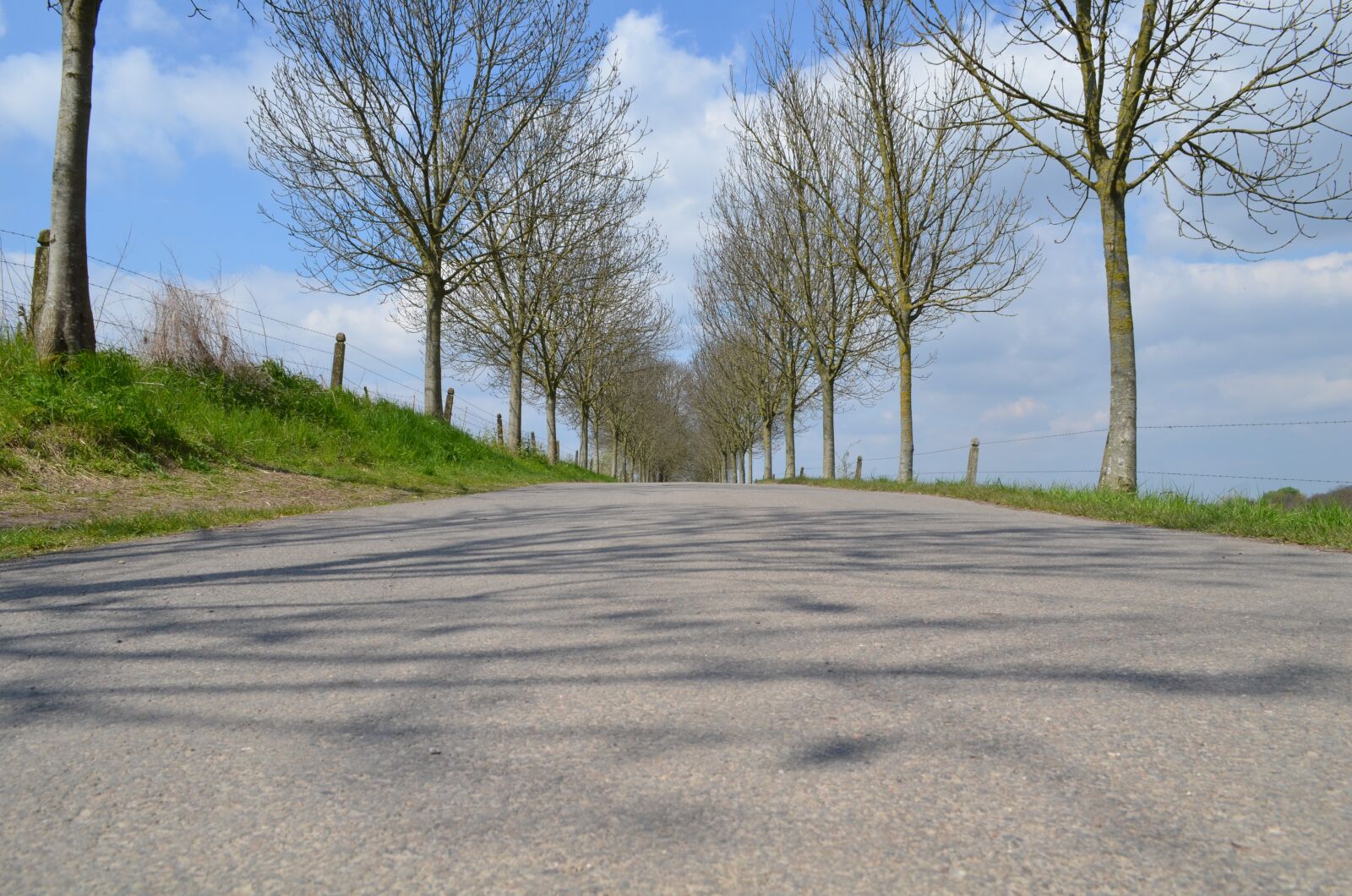 Nikon D7000 sample photo. Street, trees, nature photography