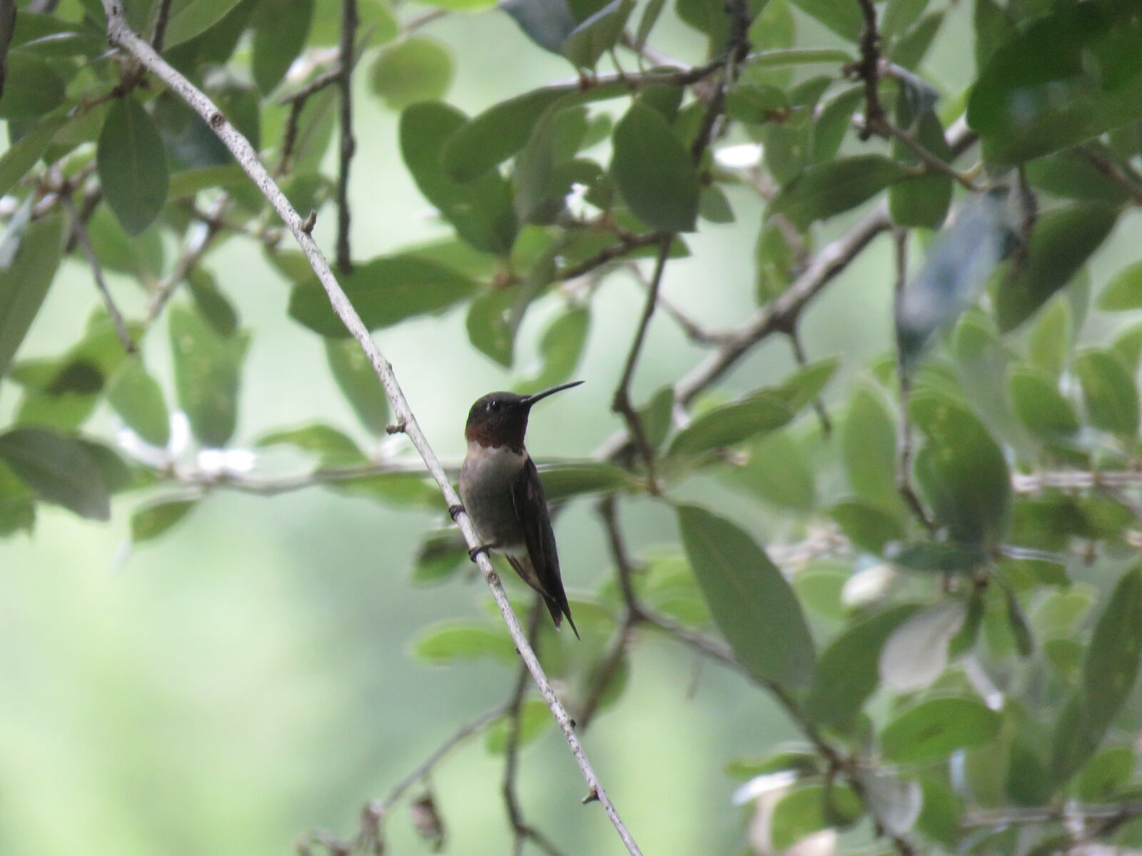 Canon PowerShot SX60 HS sample photo. Bird, hummingbird, tree photography
