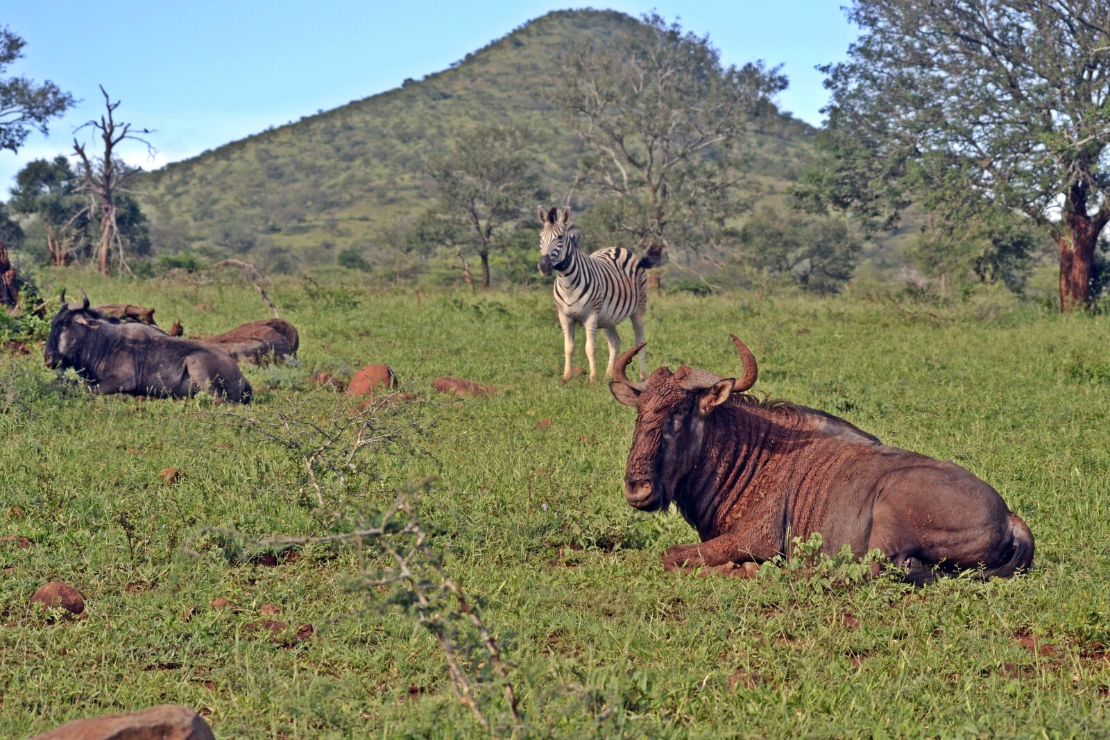 Nikon D3100 sample photo. South african wildlife, umfolozi photography