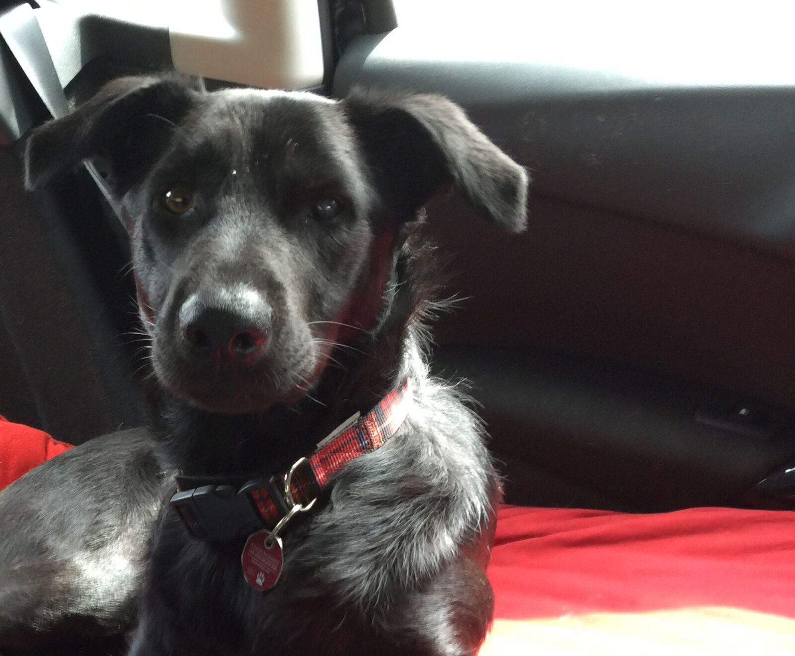 iPhone 6 Plus back camera 4.15mm f/2.2 sample photo. Black, dog, in, car photography