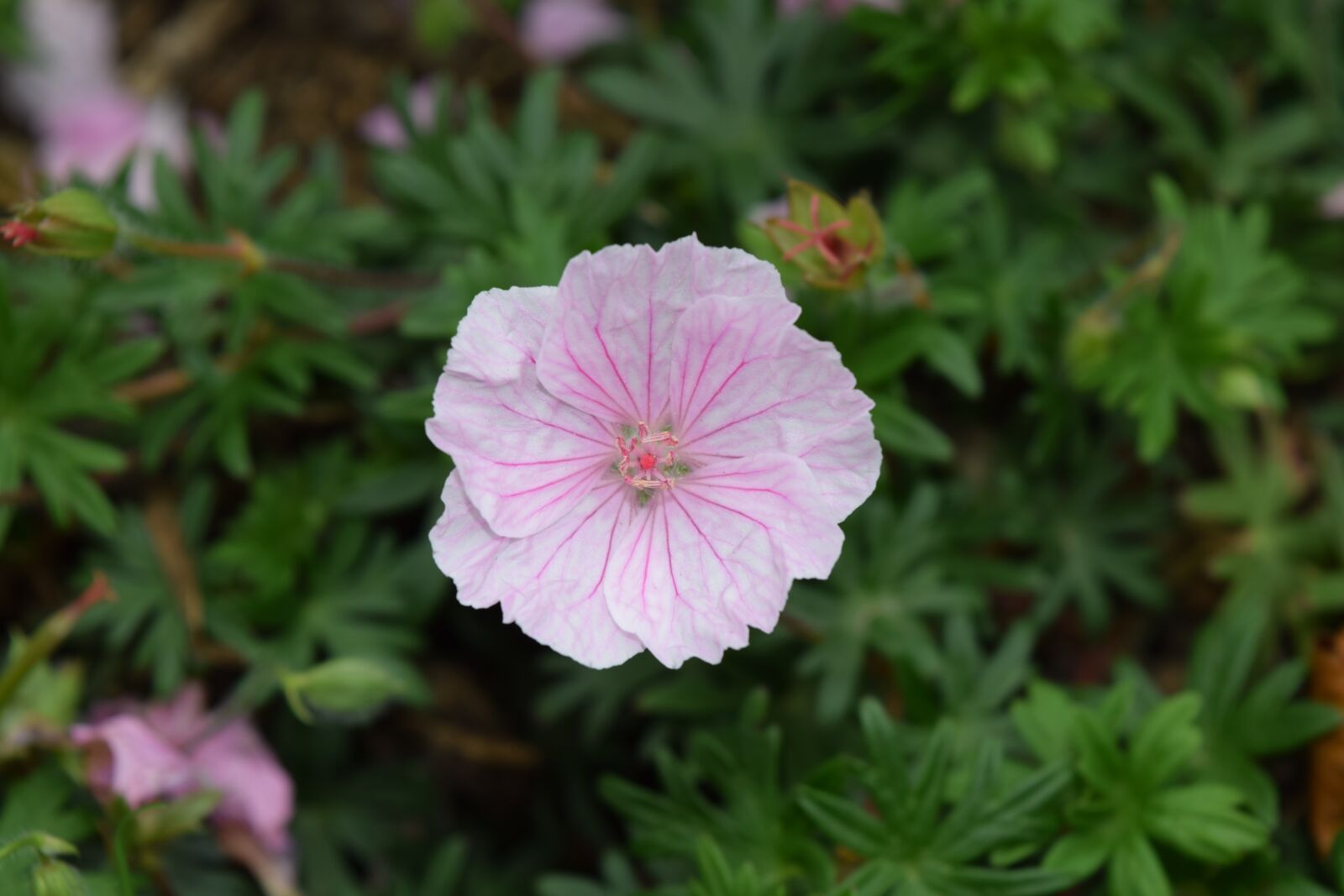 Nikon D5300 sample photo. Flower, nature, bloom photography