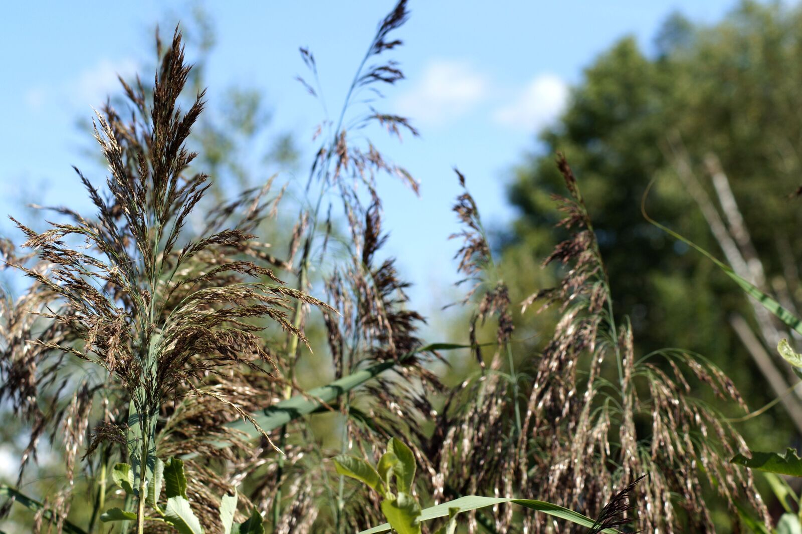 Sony SLT-A58 sample photo. Reed, sea grass, branch photography