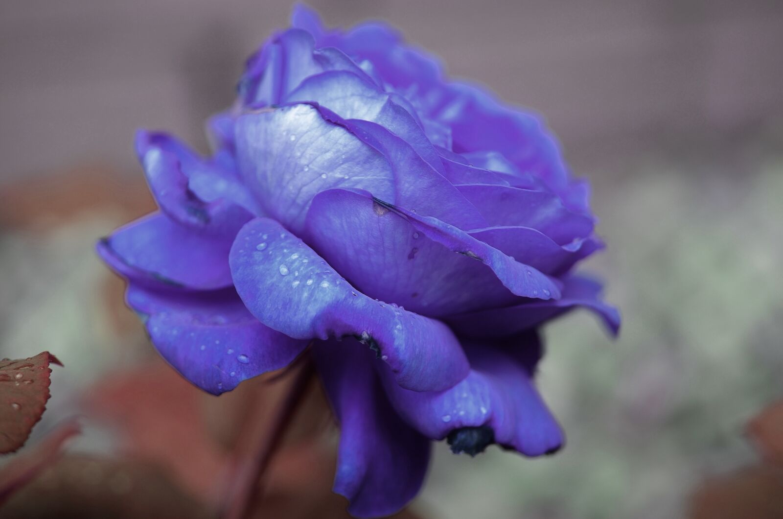 Nikon D7000 sample photo. Rose, flower, natur photography