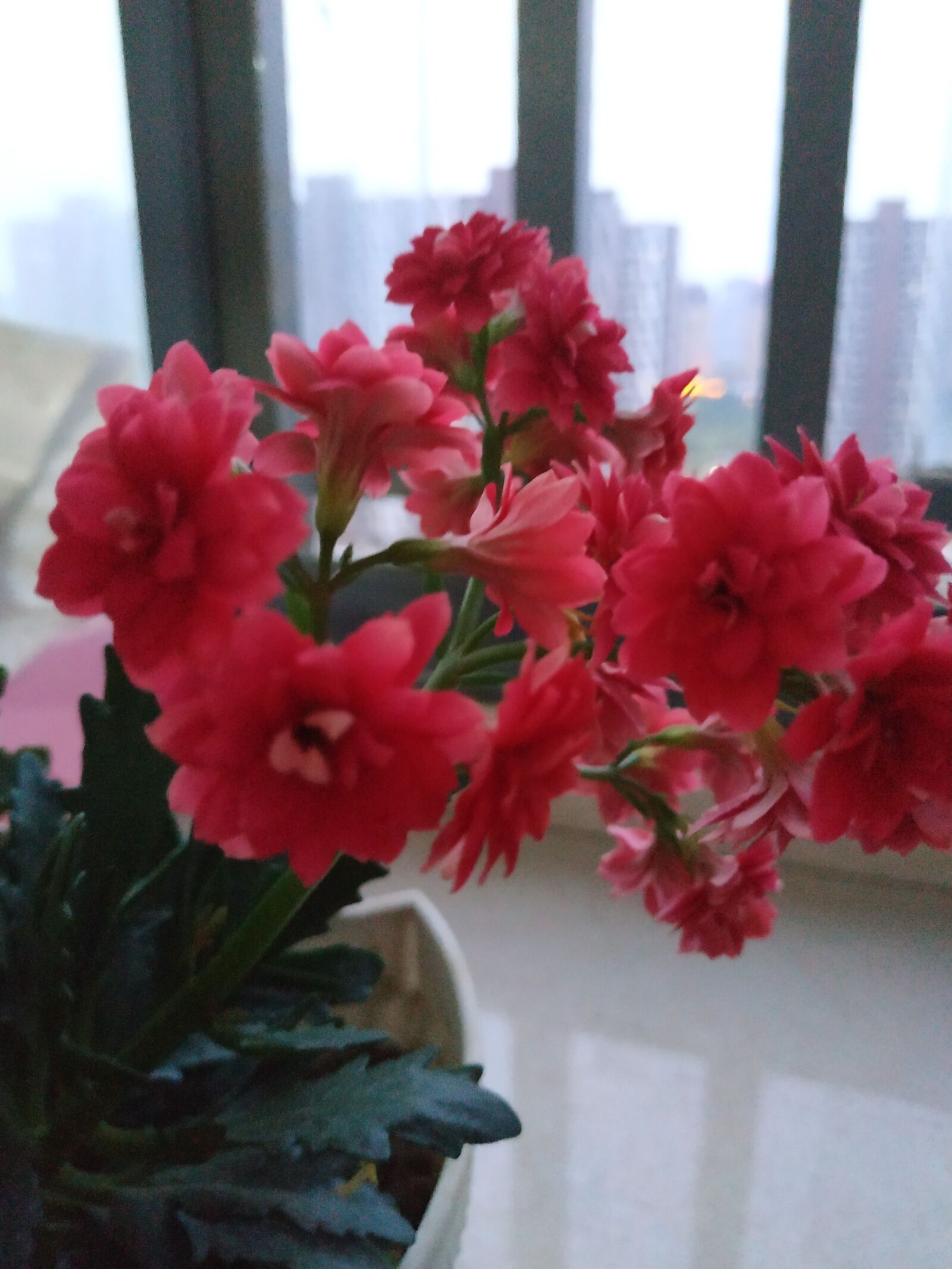 Xiaomi Redmi Note 5 sample photo. Flower, balcony, plant photography