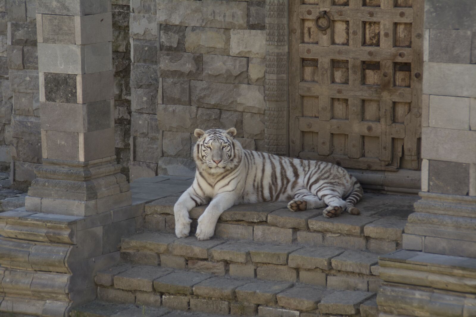 Nikon D5200 sample photo. White tiger, animals, feline photography