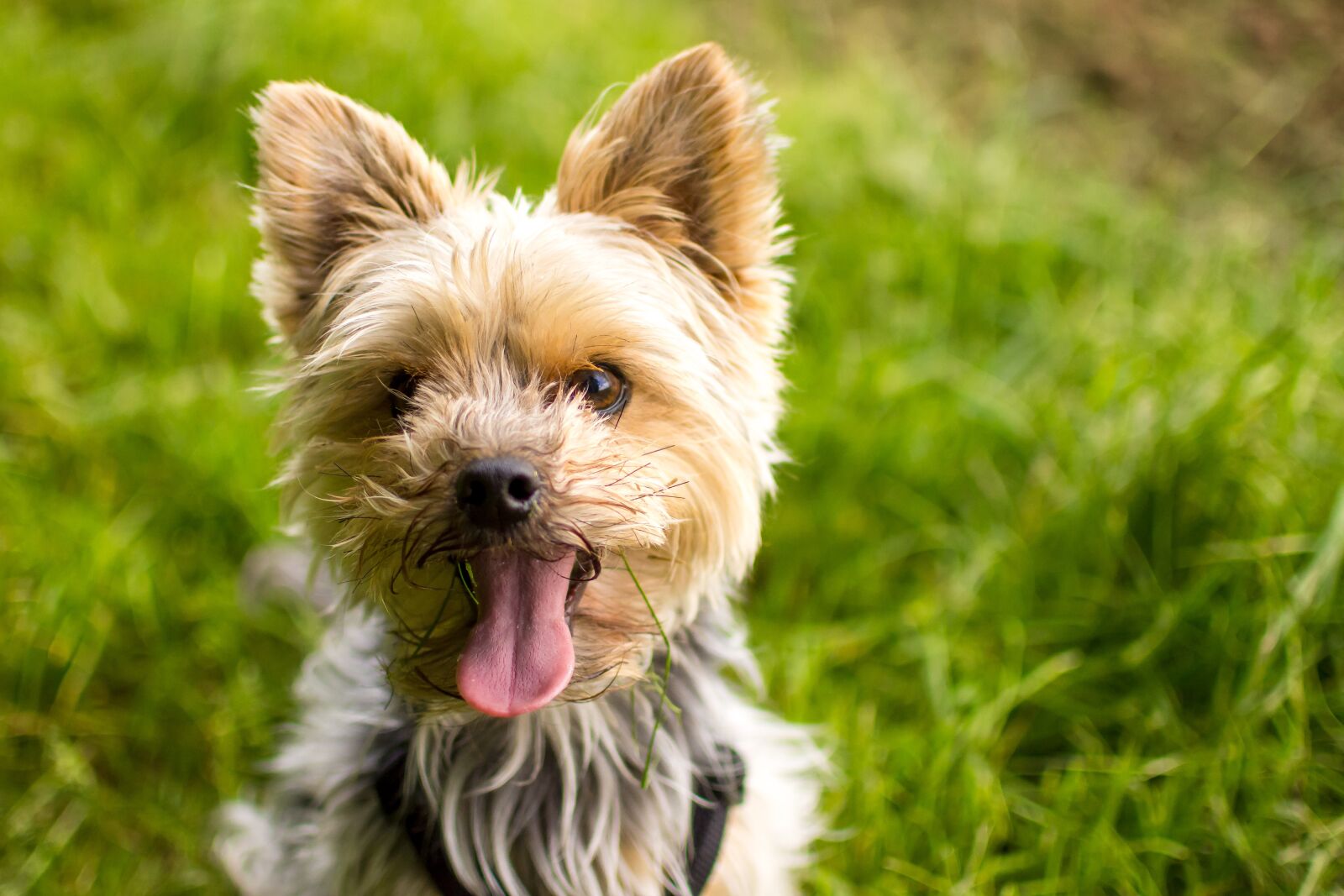 Nikon D7200 sample photo. Yorkshire, terrier, dog photography
