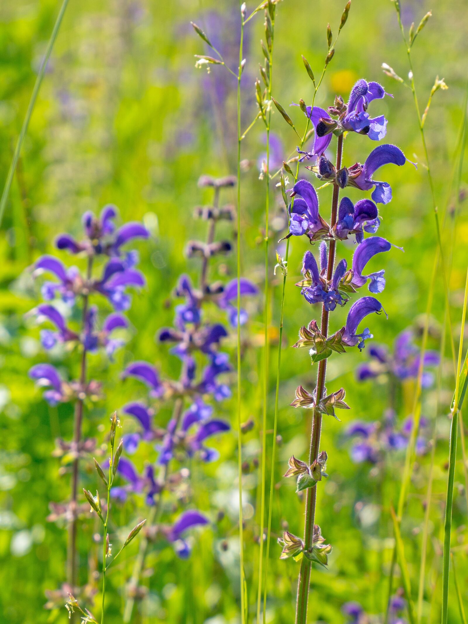 Panasonic Lumix DC-G9 + LUMIX G VARIO 12-60/F3.5-5.6 sample photo. Wild sage, wild flower photography