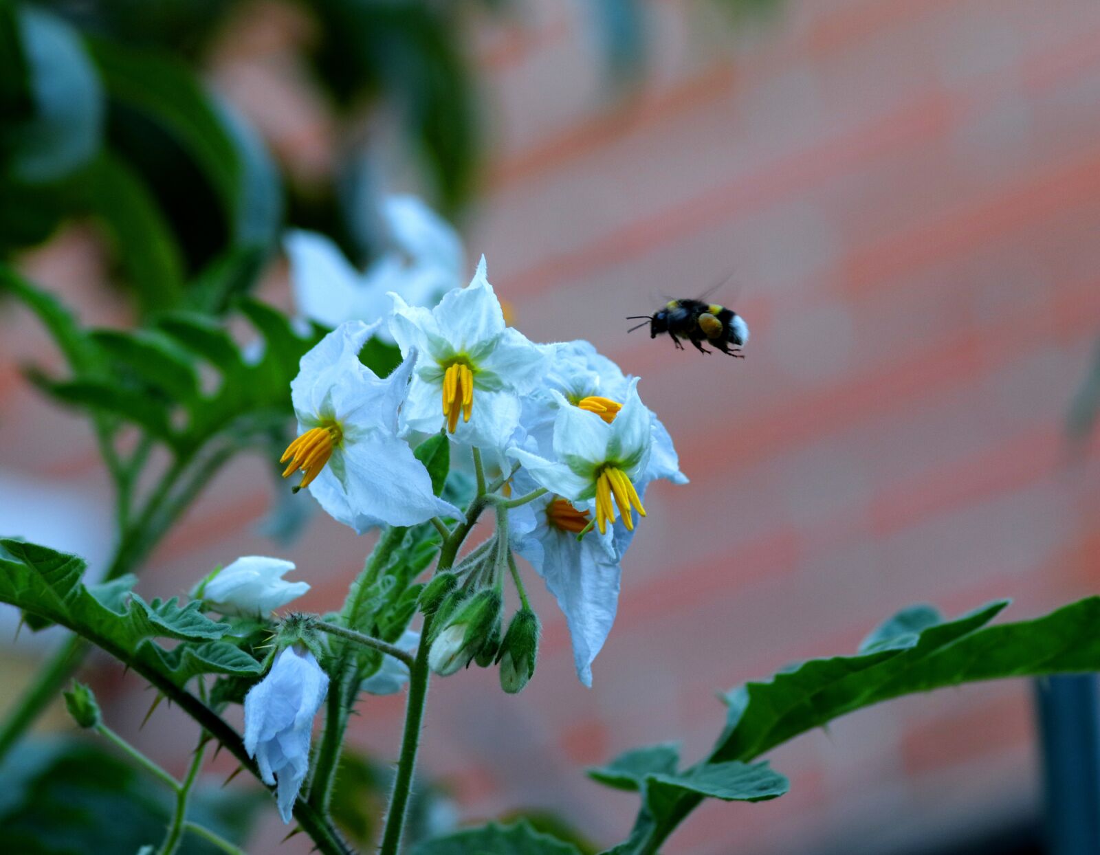 Canon EOS 7D Mark II + Canon EF 75-300mm F4.0-5.6 IS USM sample photo. Litchi tomatoes, white-tailed bumble photography