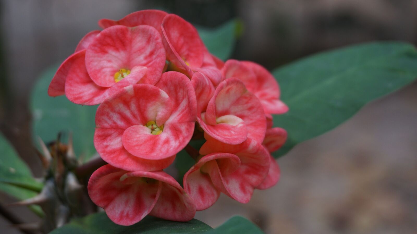 Sony a6000 sample photo. Eight immortals, flowers, red photography