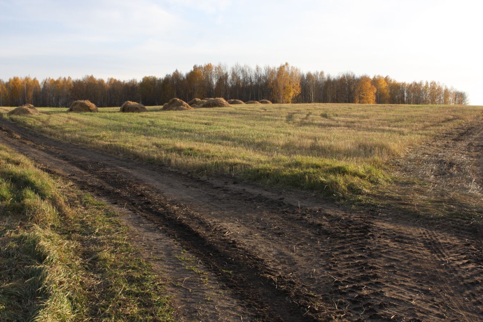 Canon EOS 40D sample photo. Field, nature, russia photography