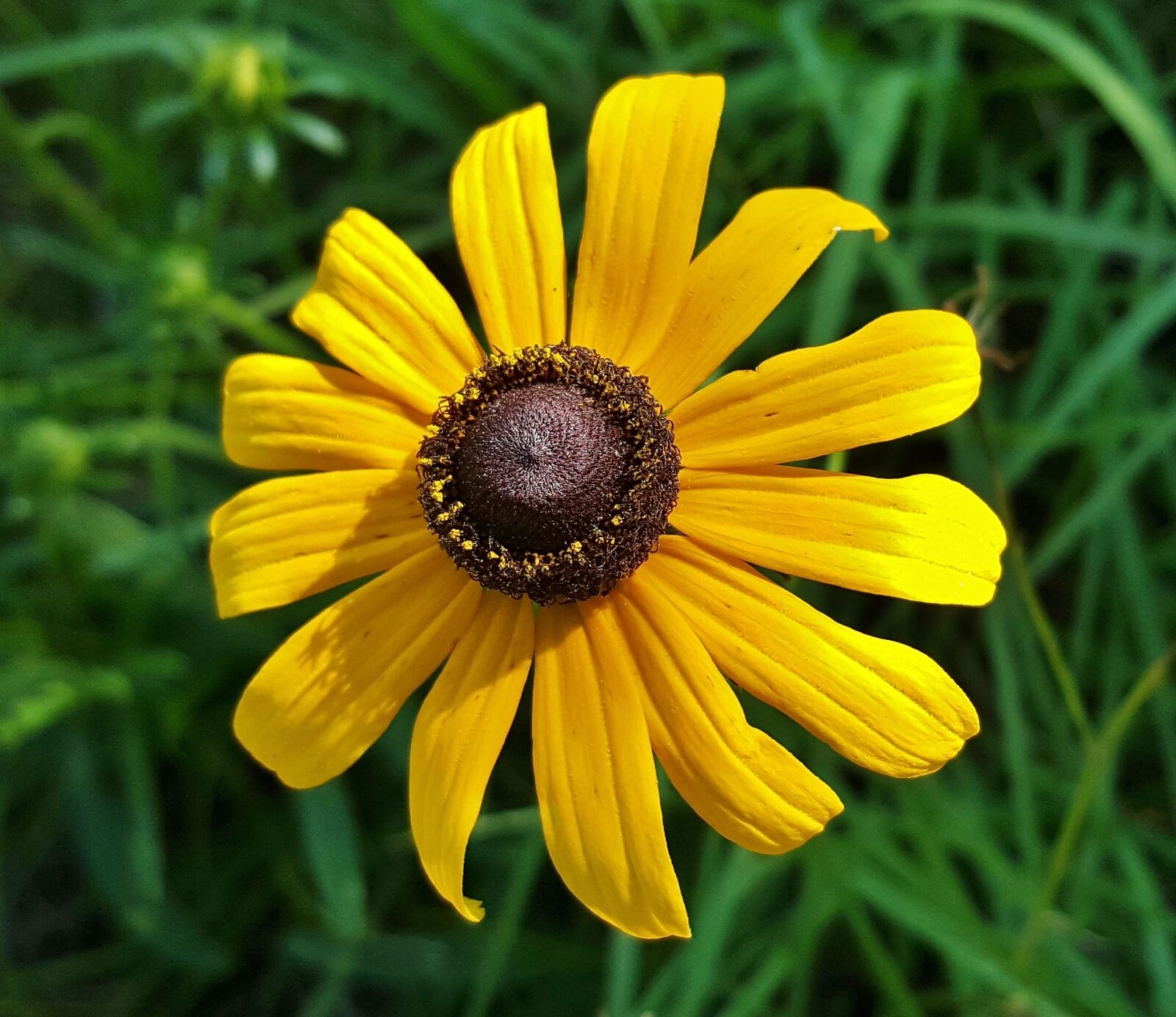 Samsung Galaxy Note5 sample photo. Flower, yellow flower, wildflowers photography