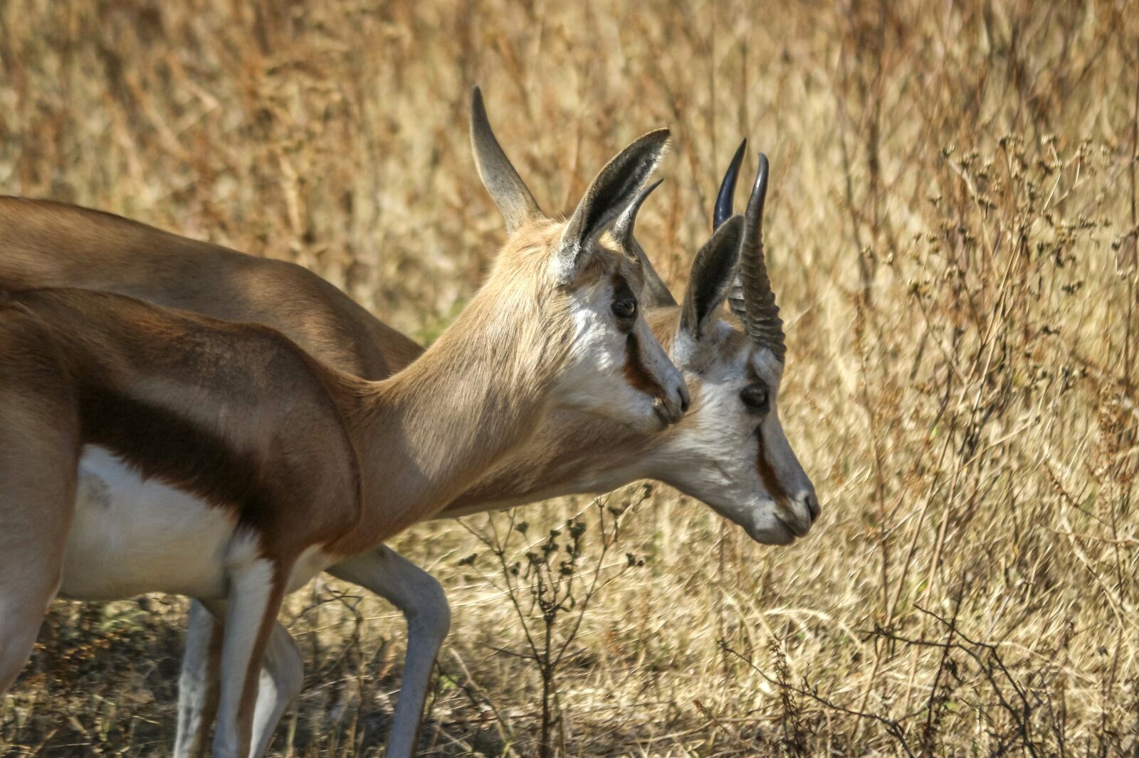 Canon EOS 100D (EOS Rebel SL1 / EOS Kiss X7) sample photo. Springbok, wild, animal photography