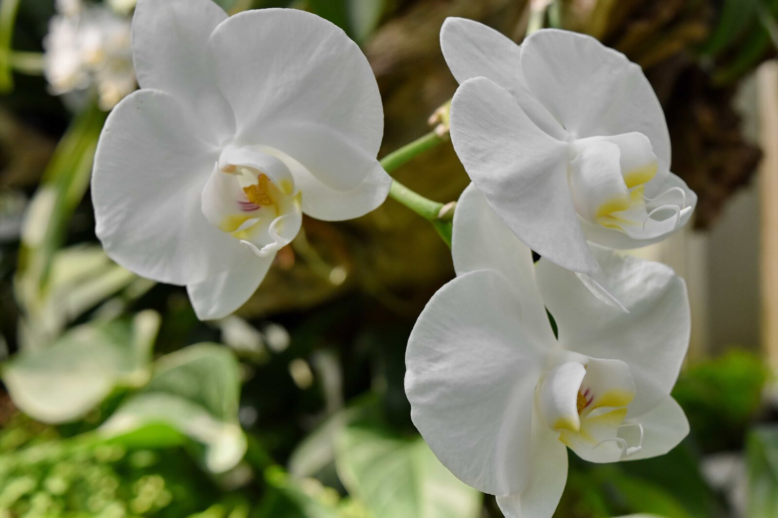 Nikon D5500 sample photo. Orchid, white flower, flower photography