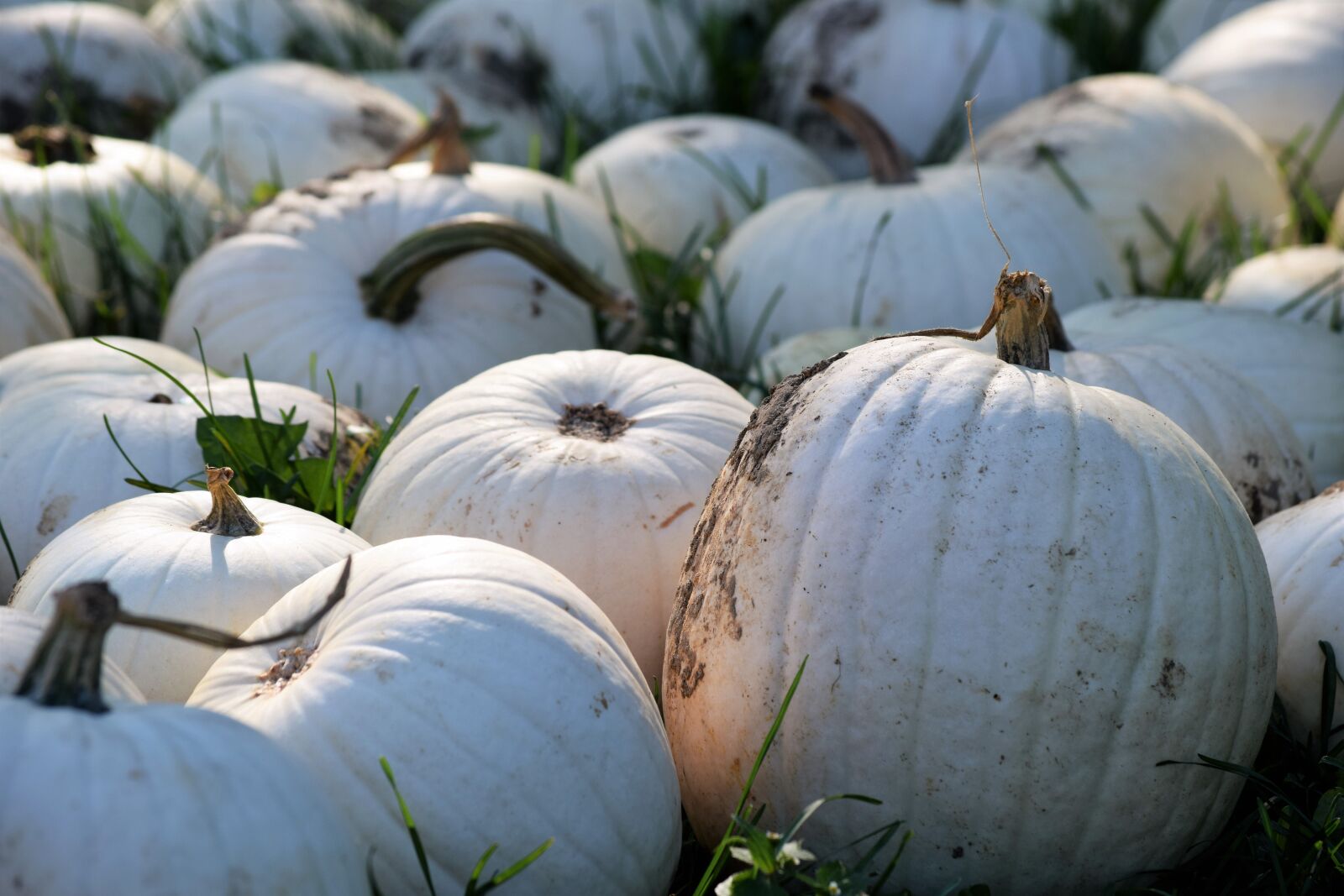 Nikon D3300 sample photo. White, pumpkin, thanksgiving photography