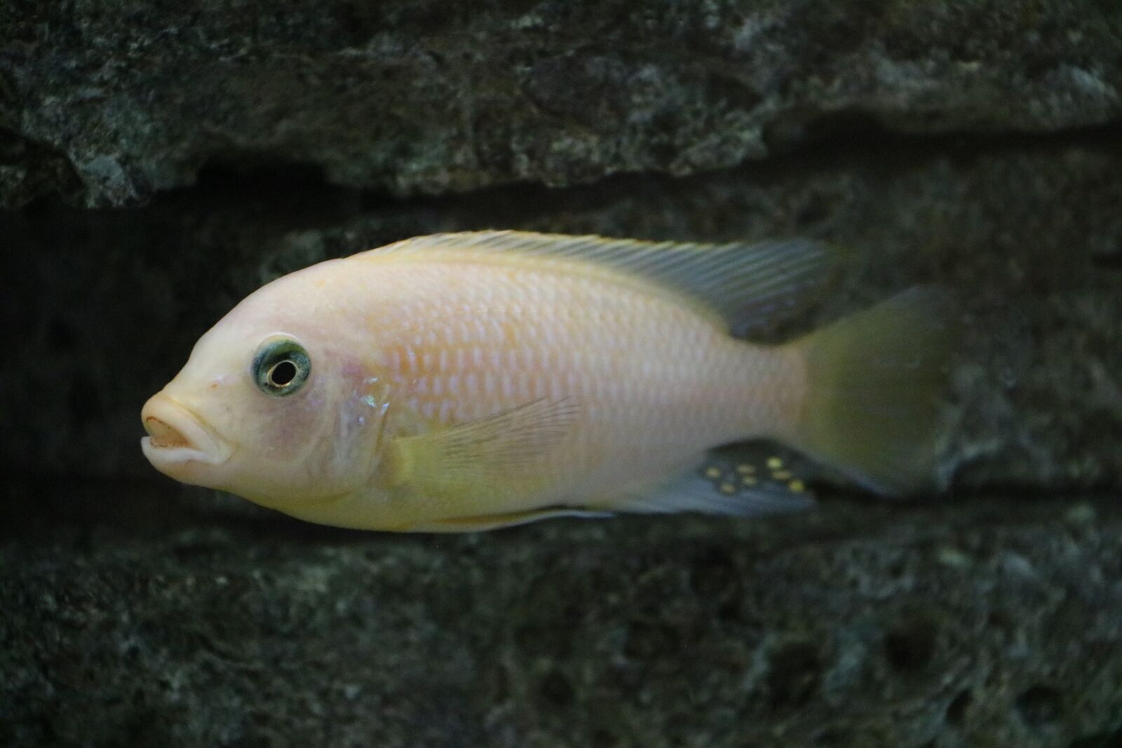 Canon EOS 750D (EOS Rebel T6i / EOS Kiss X8i) sample photo. Fish, underwater, water photography