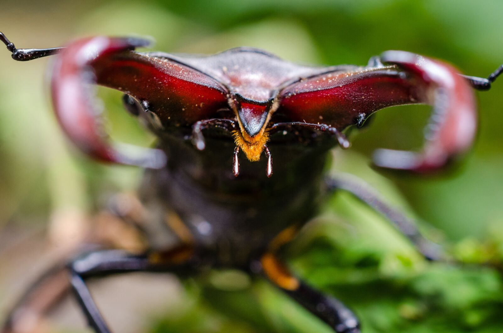 Nikon D7000 sample photo. Animal, antenna, beetle photography