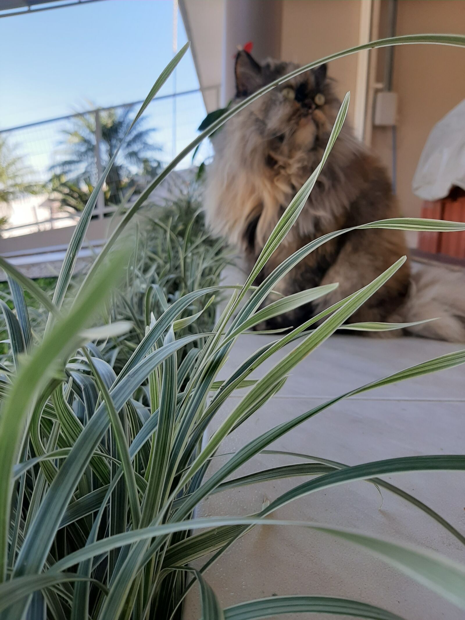 Samsung Galaxy A50 sample photo. Cat, animal, great photography