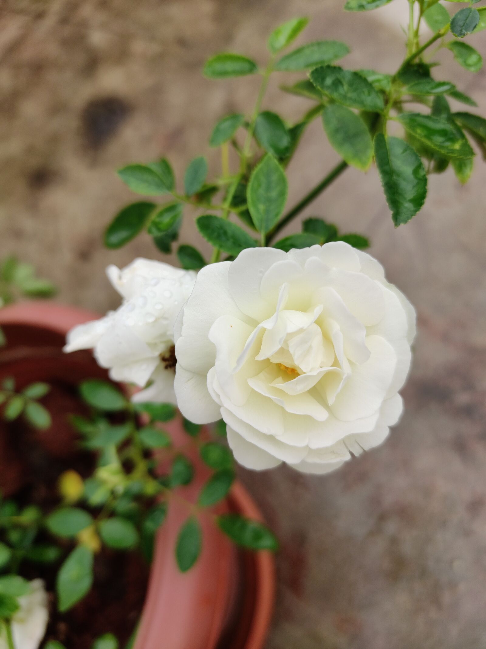 Xiaomi Redmi Note 7 Pro sample photo. White rose, rose, plant photography