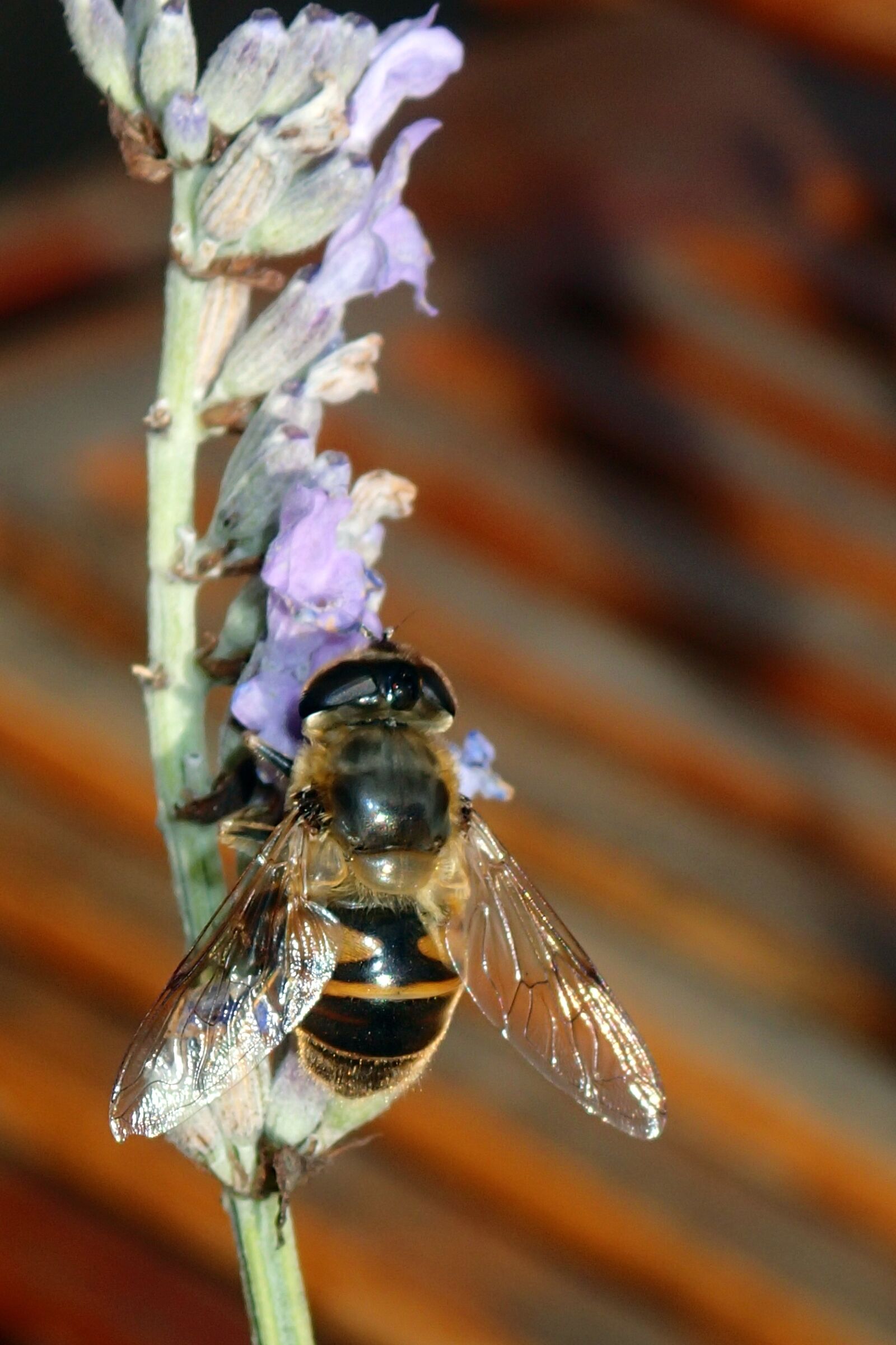 Olympus TG-1 sample photo. Bee, lavender, wings photography