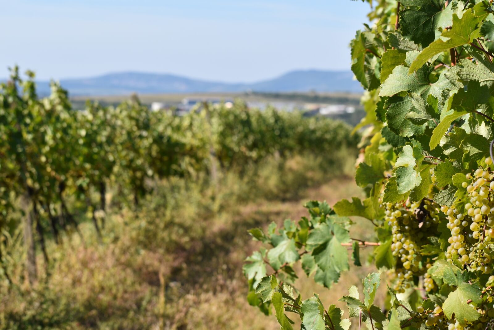 Nikon D3500 sample photo. Wine, moravia, czech photography