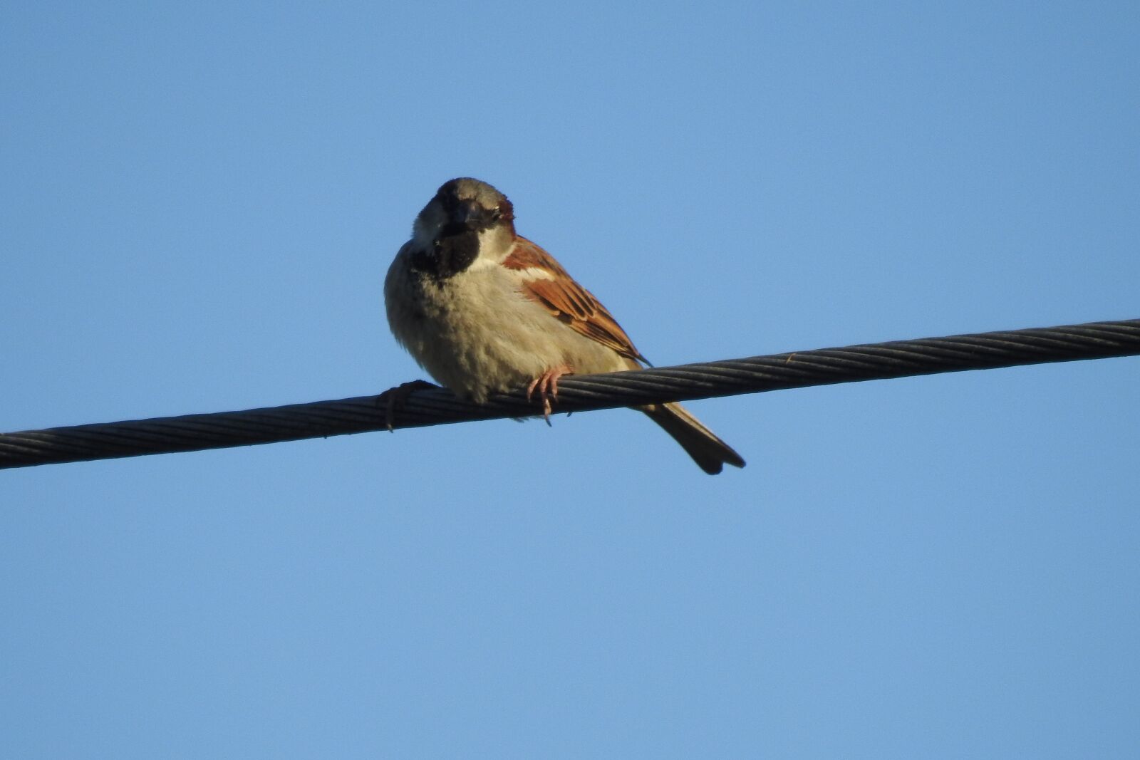 Nikon Coolpix P900 sample photo. The sparrow, bird, little photography