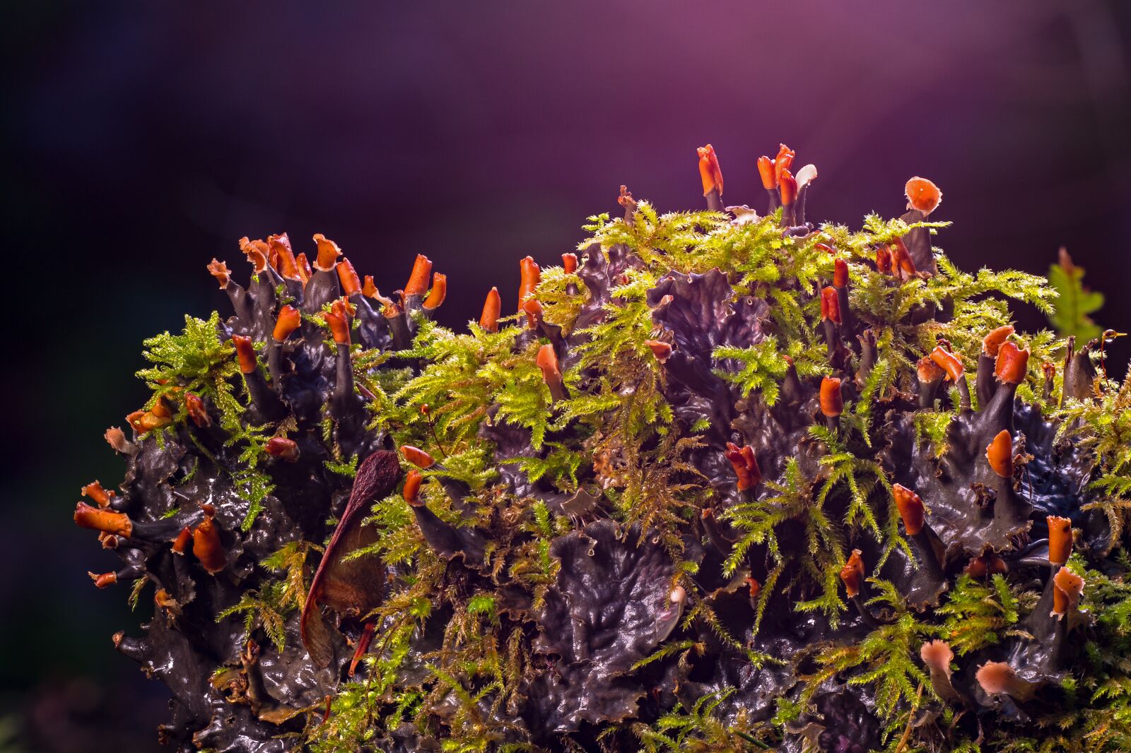 Panasonic Lumix DC-G9 sample photo. Moss, mushroom, weave photography