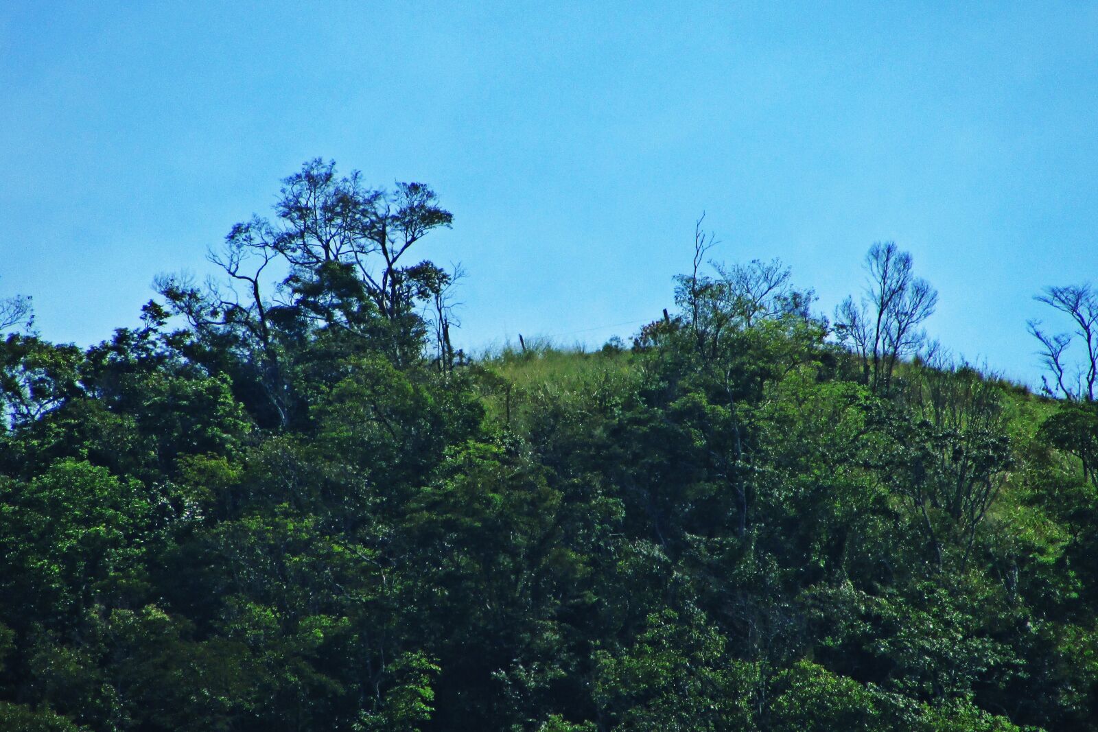 Canon PowerShot SX400 IS sample photo. Agricultural, blue, forest, mothernature photography