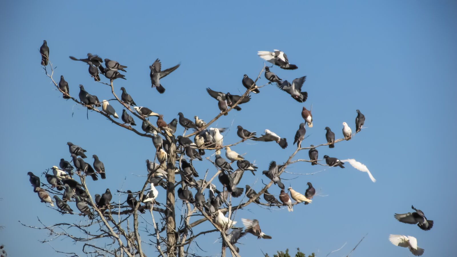 Canon PowerShot SX400 IS sample photo. Wild pigeons, flock, bird photography