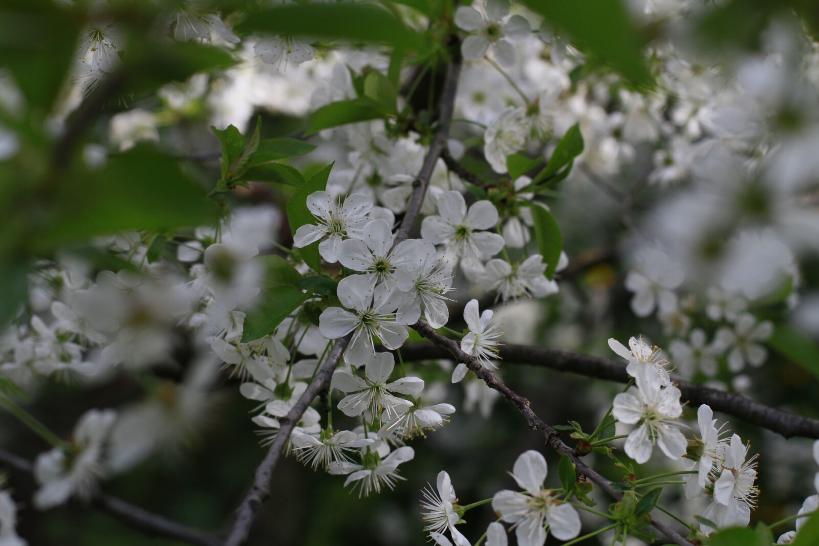 Canon EOS 7D + Canon EF 50mm F1.4 USM sample photo. Beautiful, flowers, cherry, blossom photography