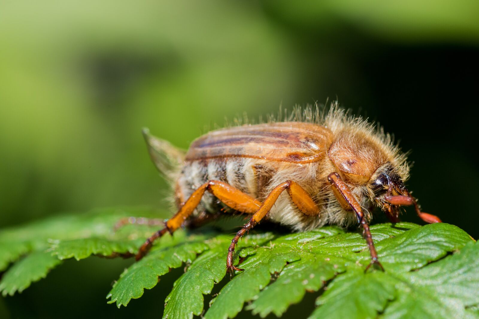 Canon EOS 7D Mark II sample photo. Chafer, maikäfer, krabbeltier photography